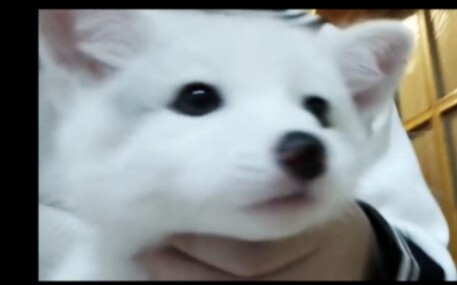 لا ألوم الملك تشو حقًا