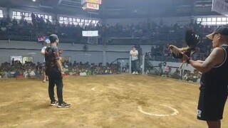 1x win Joe goode grey... #4m's gamefowl...#coliseodemanila...