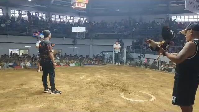 1x win Joe goode grey... #4m's gamefowl...#coliseodemanila...