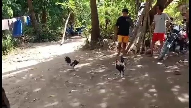 the spartan gray 2nd fight