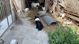 【Animal Circle】Dog immediately herds sheep upon first encounter