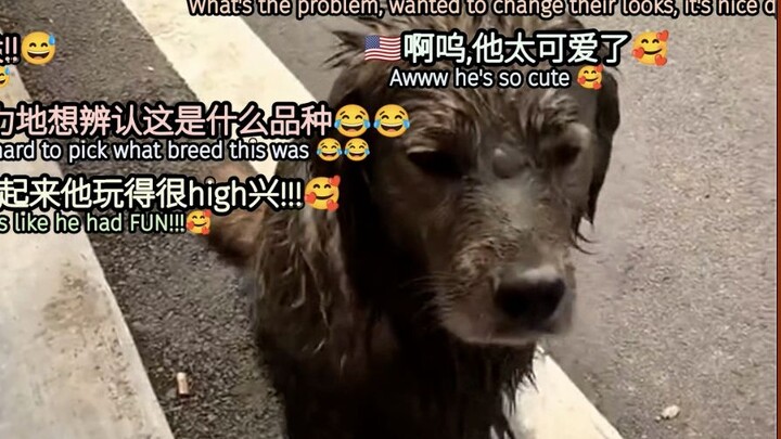 Foreigners Watch China: Golden Retriever Turns Black — [TikTok Comment & Bullet Comment Translation]