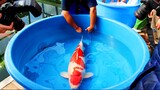 7 Jenis ikan hias air tawar aquarium termahal di Indonesia