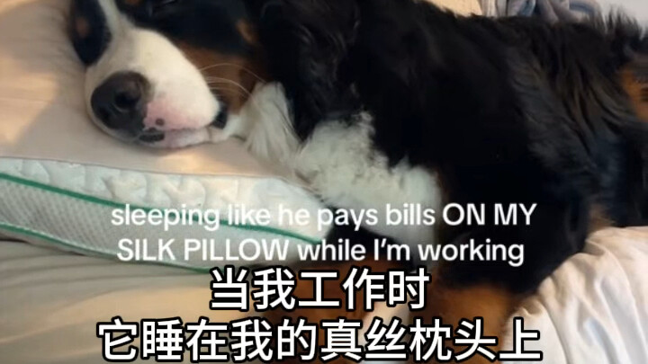 بيرن مونتن يشخر تمامًا مثل أبي!