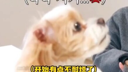 Take a look at Park Chanyeol’s dog and see what “a dog that bullies others with its owner’s backing”