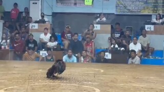 LOSE! @SMCA 10/12/25 alembyugen kontra pula hindi napuruhan🤣