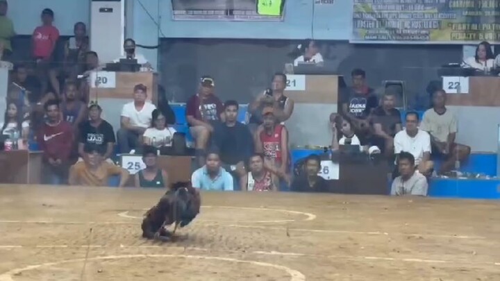 LOSE! @SMCA 10/12/25 alembyugen kontra pula hindi napuruhan🤣