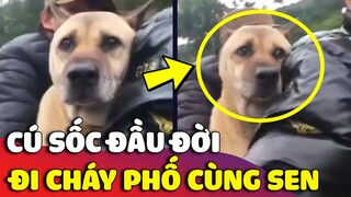 Được anh Sen chở đi DẠO PHỐ, chú chó gặp ngay CÚ SỐC đầu đời vì thấy cảnh nó lạ lắm 😅 | Gâu Đần