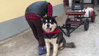 Cara yang benar untuk mulai memelihara anjing Alaska: tarik gerobak dan jual tahu di desa!