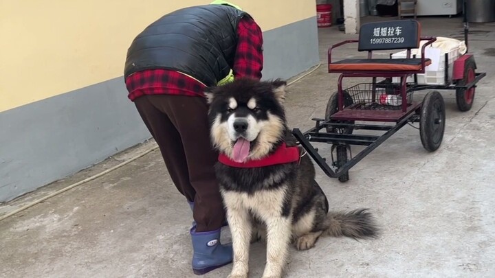 The correct way to start raising an Alaskan dog: pull a cart and sell tofu in the village!