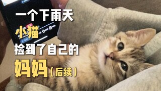 Hari hujan, anak kucing menemukan ibunya (kelanjutan)