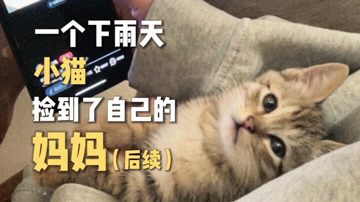 Ngày mưa, mèo con tìm thấy mẹ của nó (phần tiếp theo)