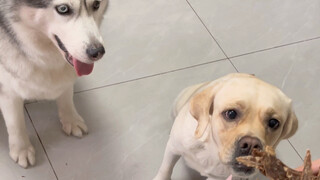 Anak anjing tidak bisa makan terlalu banyak camilan
