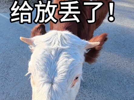 That old cow is truly amazing—so touching, everyone! #InnerMongolia #CutePetDebutProject #NewAgraria