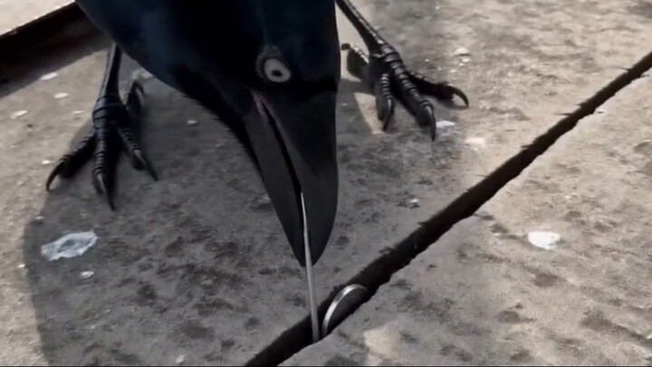 智商200的乌鸦! Smartest Crow Ever Trades Coin For Snacks