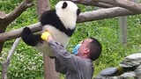 Panda ini seperti buah matang yang siap dipetik!