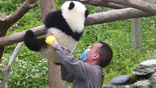 大家请看，这种样子的就是成熟的熊猫果，可以摘掉了