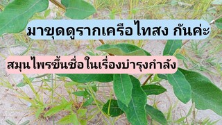 คลิปนี้พามาขุดดูเครือไทสงค่ะ #สมุนไพรบำรุงกำลัง /โดยฮอยไทยอีสาน