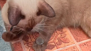 ฉันบอกว่าแมวที่บ้านฉันทำอะไรเป็น คุณก็ยังไม่เชื่ออยู่นั่นแหละ