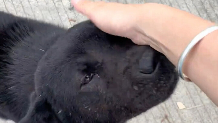 Sekarang anjing keberuntungan saya sudah dewasa