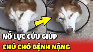 Cảm động cô gái nỗ lực CỨU GIÚP chú chó TUYỆT VỌNG vì BỆNH NẶNG | Yêu Lu