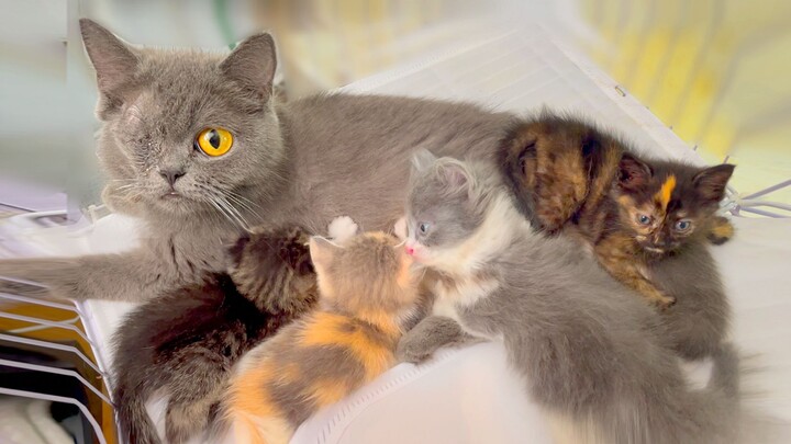 Do other people pick up cats? But I just had a litter of blue kittens come straight into my home!!