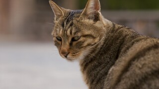 Kucing anti tulang, tapi tidak banyak