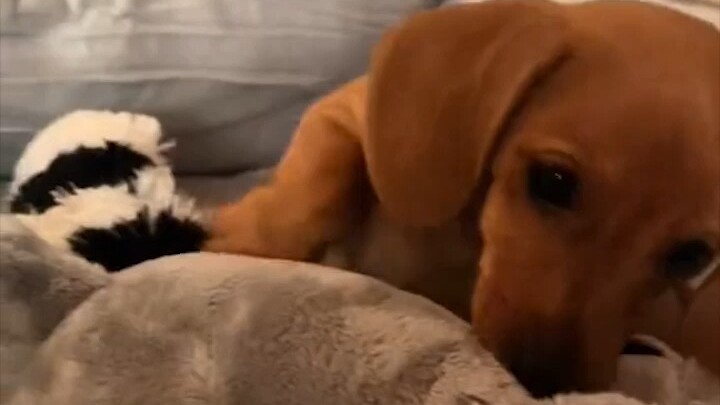 Those feelings only dog owners truly understand... Puppy, can you please grow up a little slower?