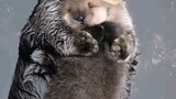 Little otter sleeping in mother's arms