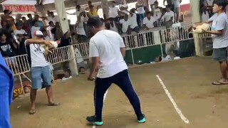 2 cock ulutan champion, WW Toliz white over lemon, Gilmore over boston, 2nd fyt drug fight 💪♥️