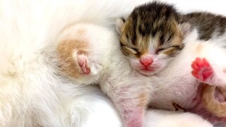 "Get off me, brother!" - Mom cat feeds her blind kittens