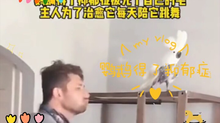 鹦鹉得了抑郁症，主人为了治愈它，每天陪它一起跳舞，最后完全康复了！