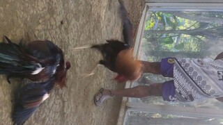 cocks