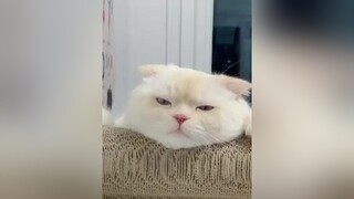 Đáng iu quá các nhà nhỉ, follow em nhé❤ cat meo catcute chomeo meocute tiktokmeo meotiktok xuhuong trend viral videomeo meodethuong