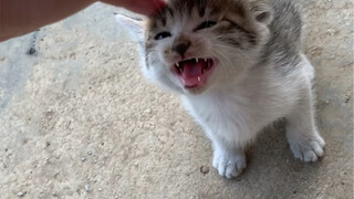 Kucing Kecil di Pedesaan