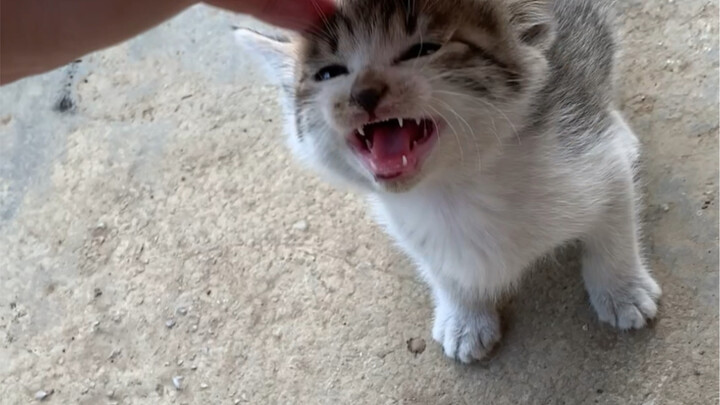 Country Kitten