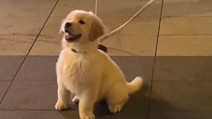 “عندما تشعر أنك لا تستطيع التحمل، تعال وانظر إلى الجرو!”