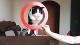 Kỹ thuật độc đáo của bé mèo