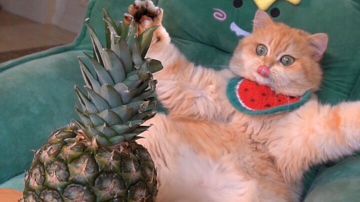 من يقبل تبني القطط، خذوه معك!