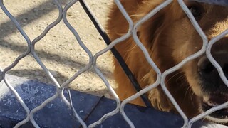 Brother Wolf took the day off today—what's wrong with little brother covering his shift for a day?