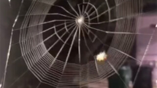 spider weaving web