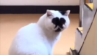 This time, I'm really here to help you quit cat-chasing!