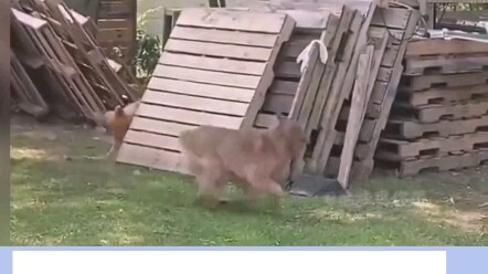 Không xem thì không biết hài đến thế này #MỗiNgàyMộtCườiVuiVẻ