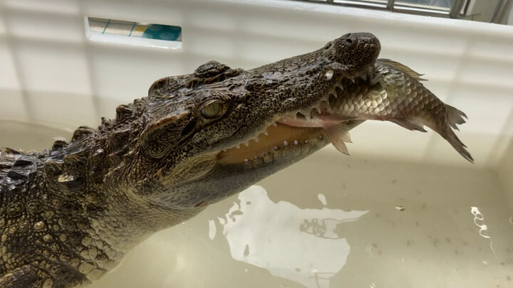 Buaya kecil memakan ikan.