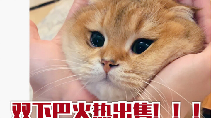 【หนูแฮมสเตอร์น่ารักอ่อนโยน】นี่แหละคือวิดีโอที่ผู้ชายแมนๆ ควรดู ขอถามหน่อยว่าคุณต้องการคางกี่อัน?