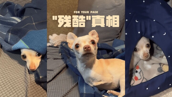 Beri tahu Xiao Ji di rumah sebuah kebenaran yang sangat kejam