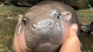 Hot girl mới nổi Tiểu Hà Mã Thịt Viên