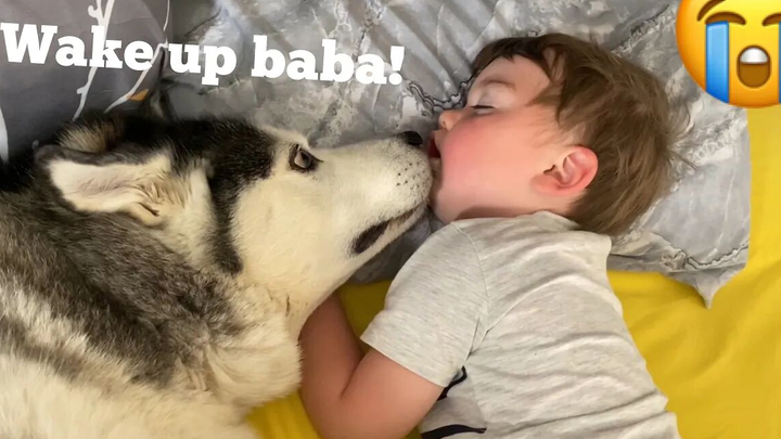 A Husky wakes up the baby in the cutest way ever! [Try not to laugh!]