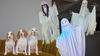 Dogs vs Ghost Invasion Prank สุนัขตลก Maymo Potpie & ลูกสุนัขน่ารัก Indie Battle Ghosts!