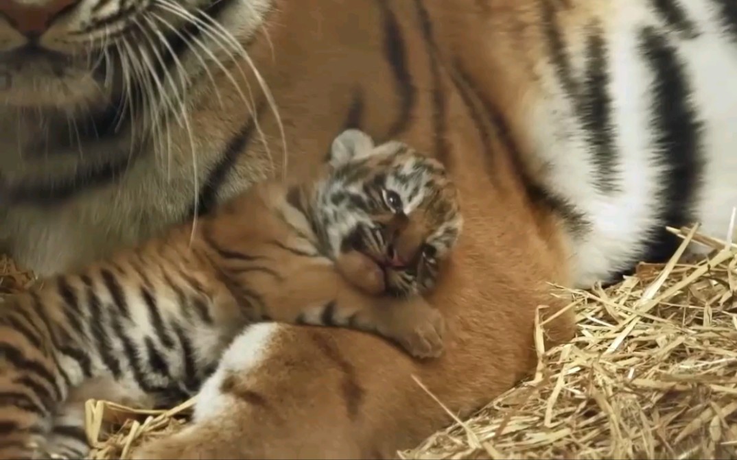 Tiger cubs playing and mom is trying to sleep, Zita Quentin